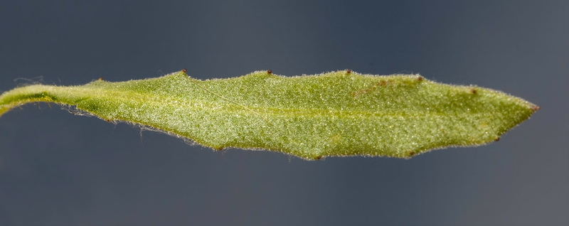 Calendula tripterocarpa.29