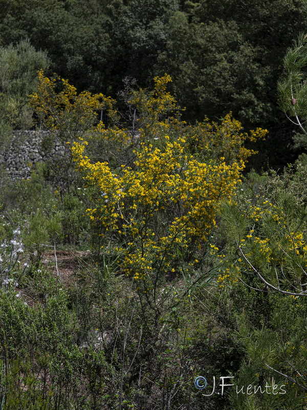 Calicotome spinosa.15
