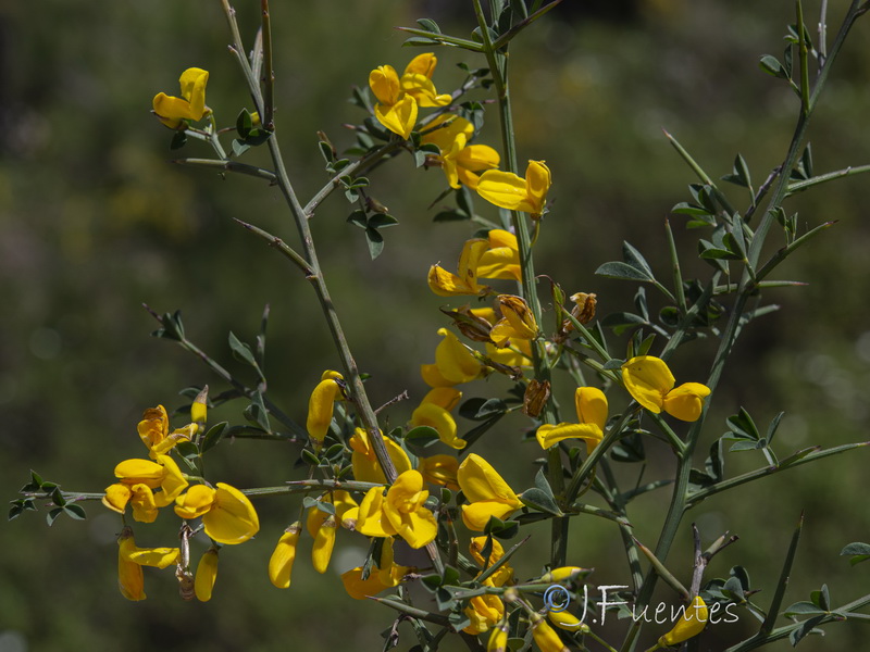 Calicotome spinosa.20