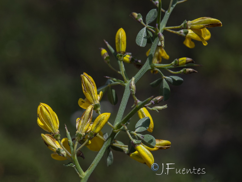 Calicotome spinosa.22