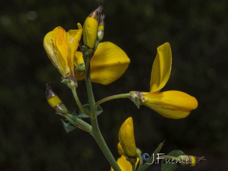 Calicotome spinosa.01