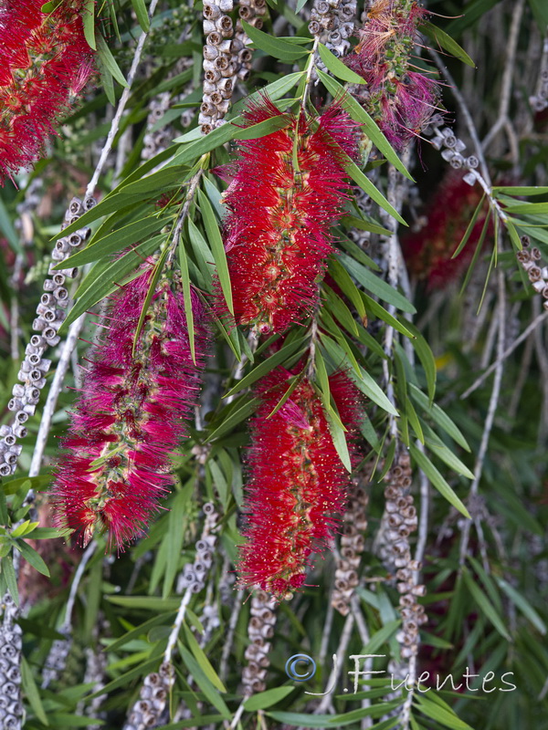 Callistemon citrinus.01