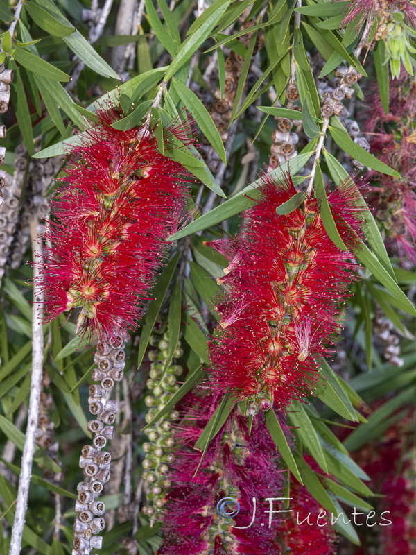 Callistemon citrinus.02