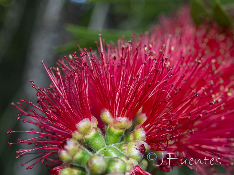 Callistemon citrinus.03