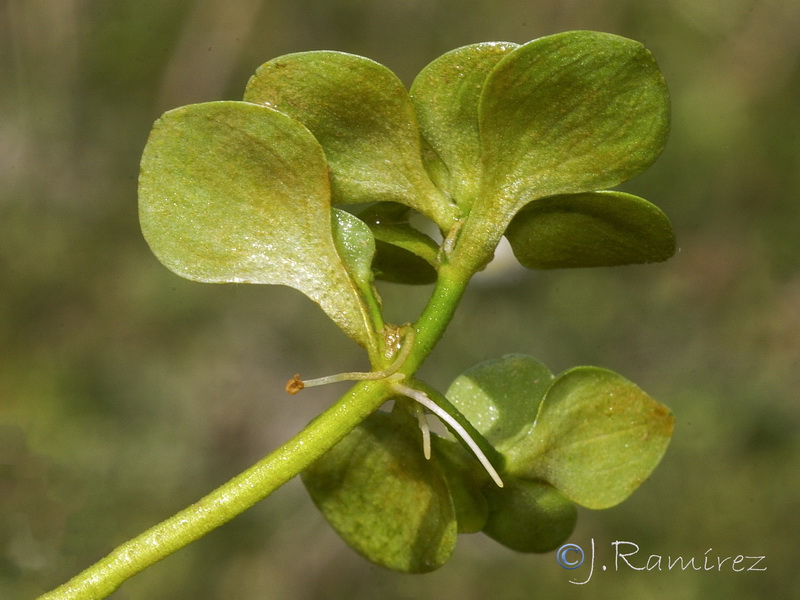 Callitriche cribrosa.07