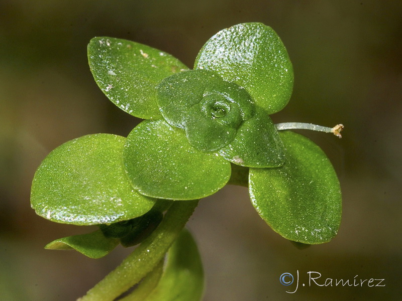 Callitriche cribrosa.06