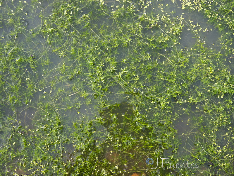 Callitriche lusitanica.03