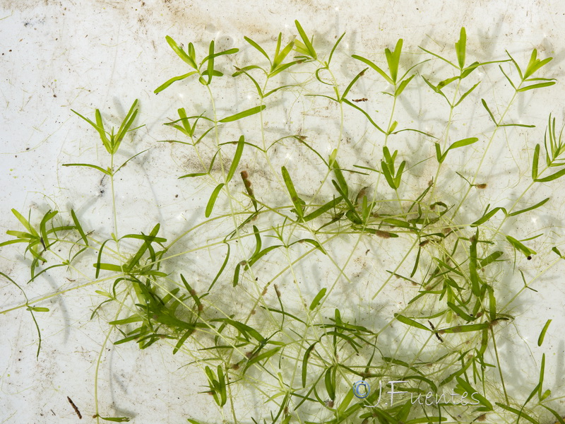 Callitriche lusitanica.05