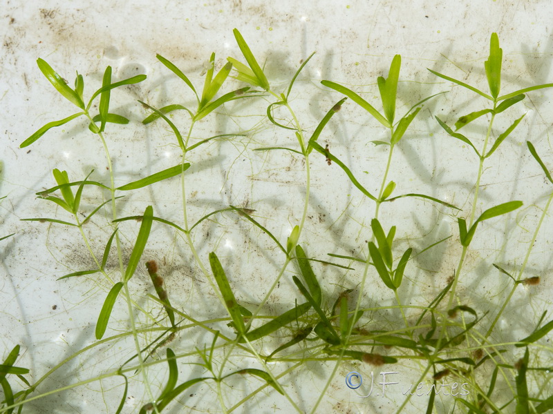 Callitriche lusitanica.06