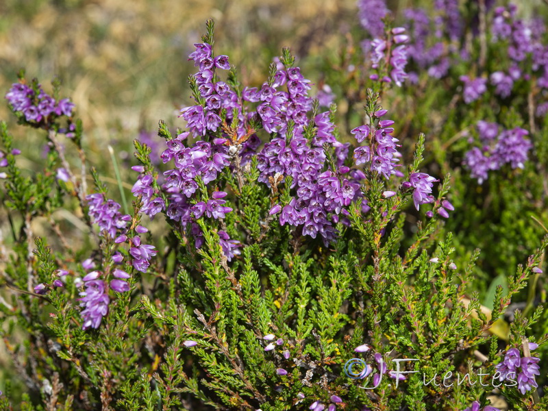 Calluna vulgaris.01