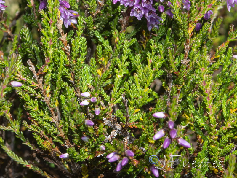 Calluna vulgaris.03