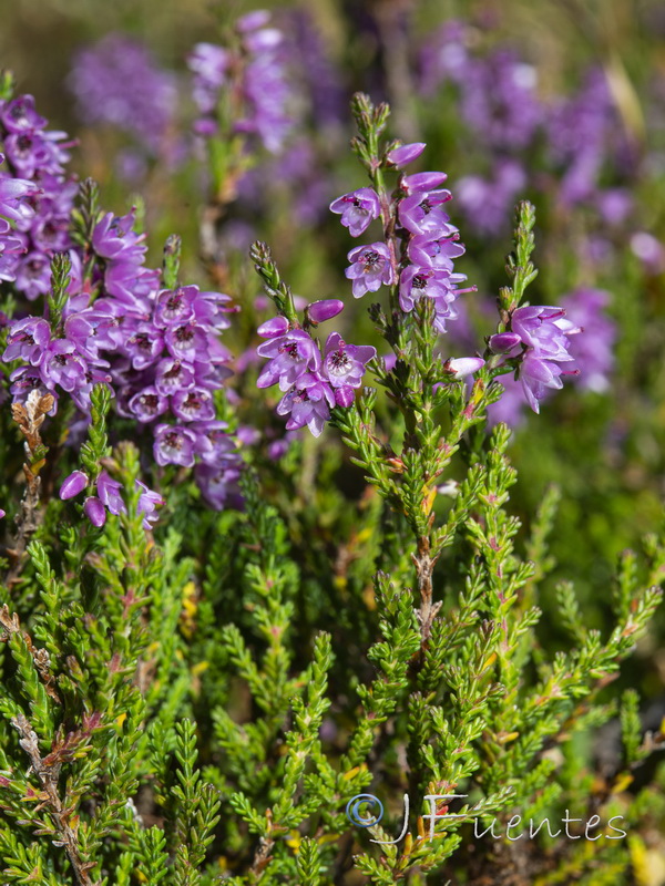 Calluna vulgaris.04