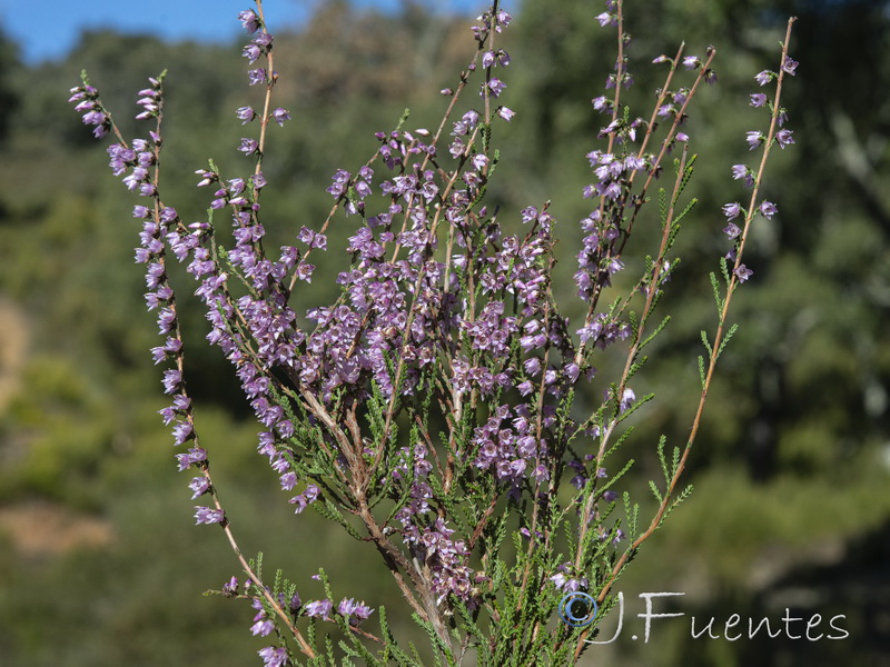 Calluna vulgaris.05