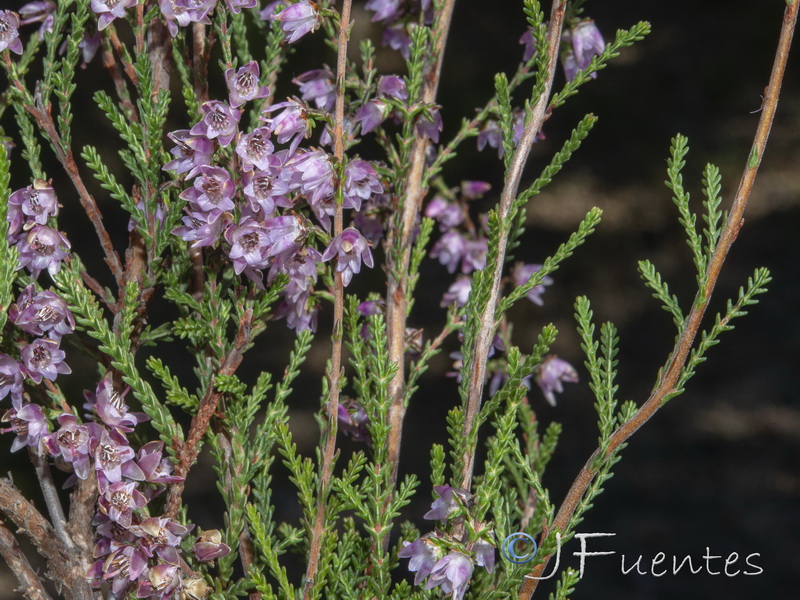 Calluna vulgaris.07