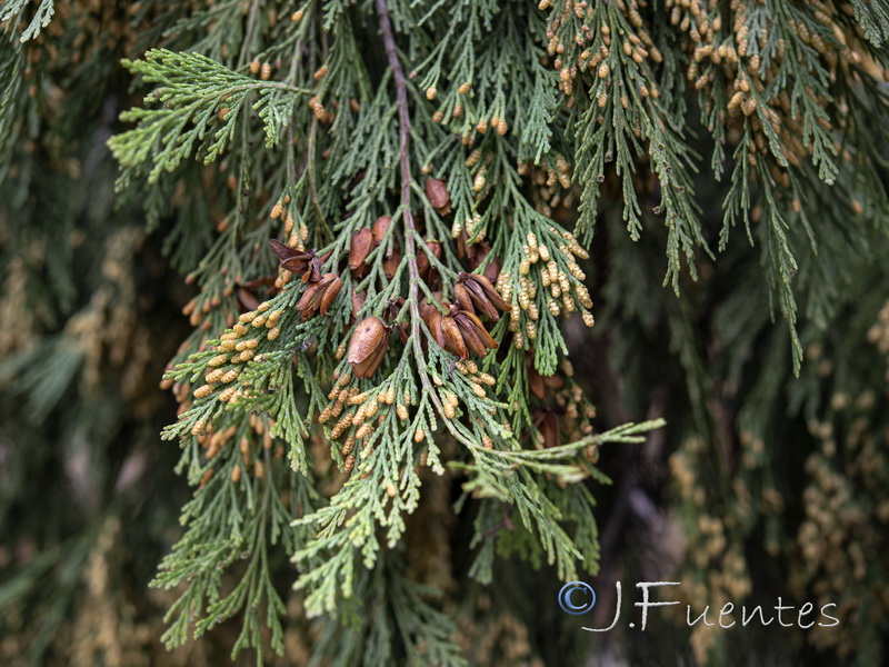Calocedrus decurrens.02