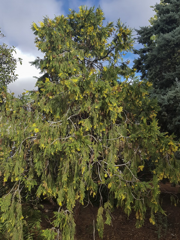 Calocedrus decurrens.06