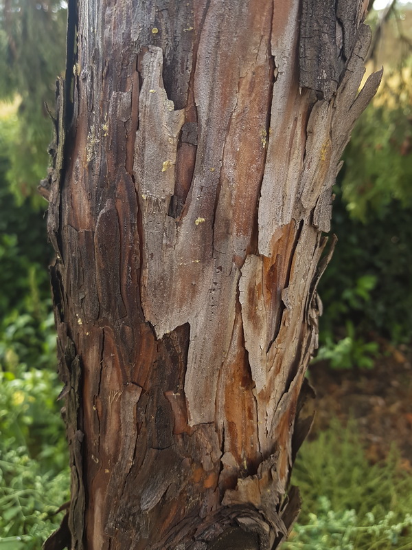 Calocedrus decurrens.07