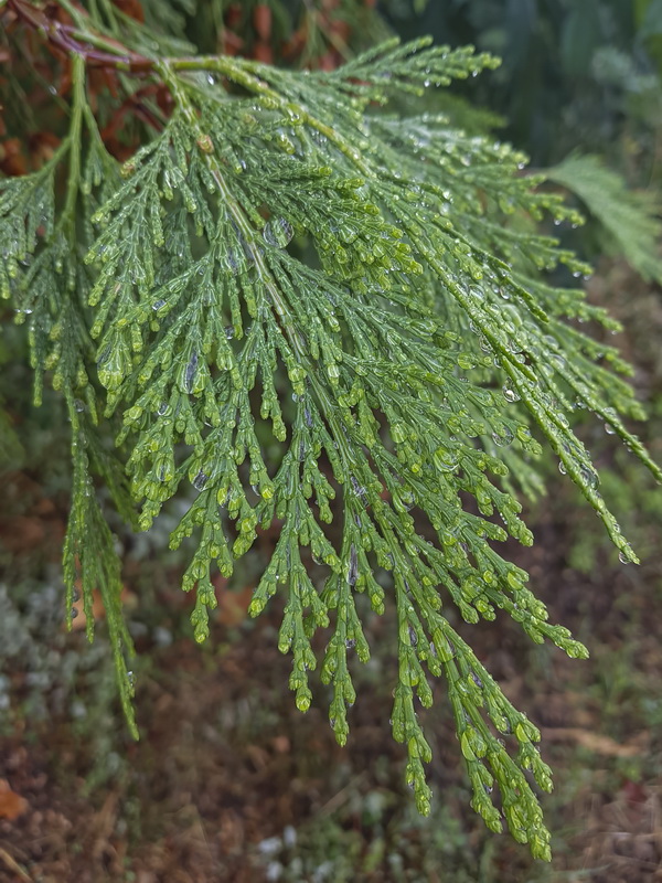Calocedrus decurrens.09