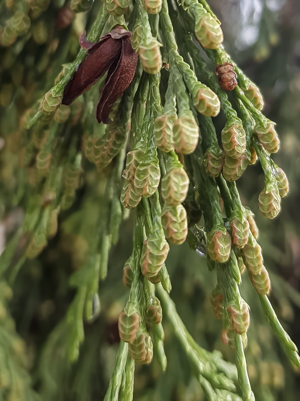 Calocedrus decurrens.11
