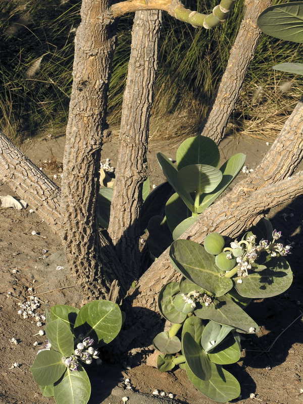 Calotropis procera.01