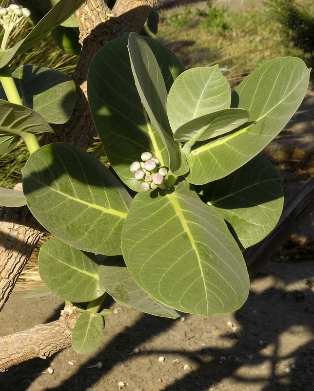 Calotropis procera.02