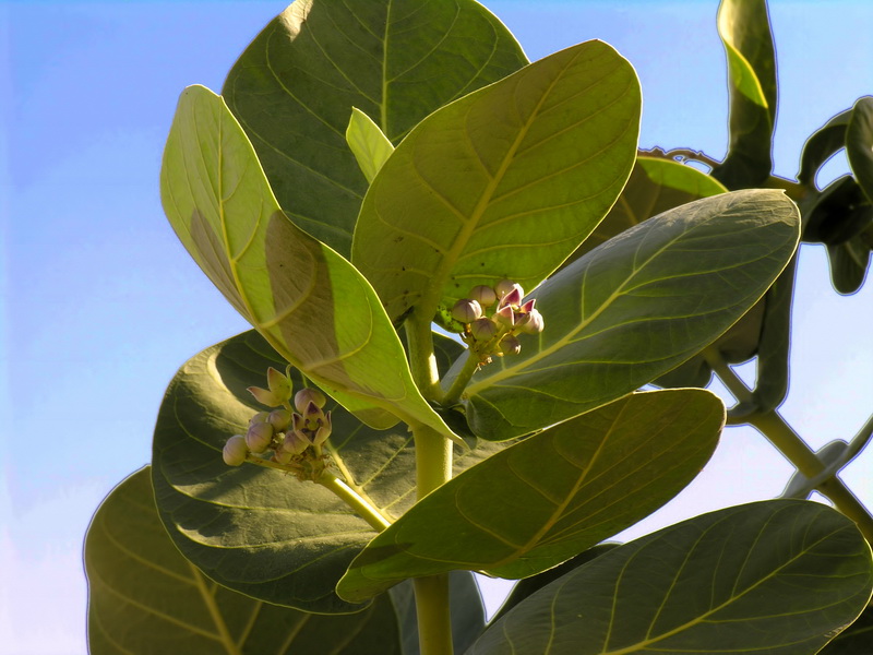 Calotropis procera.03