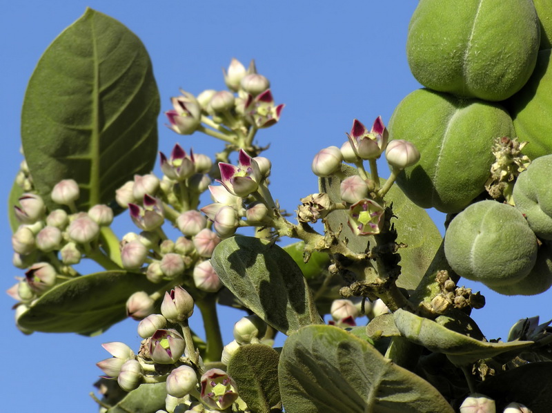 Calotropis procera.05