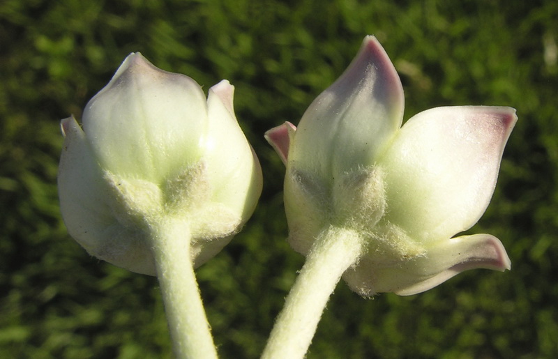 Calotropis procera.07