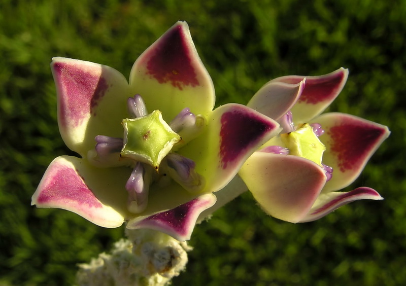 Calotropis procera.08