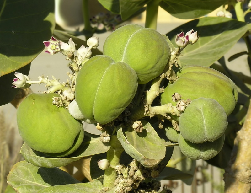 Calotropis procera.11