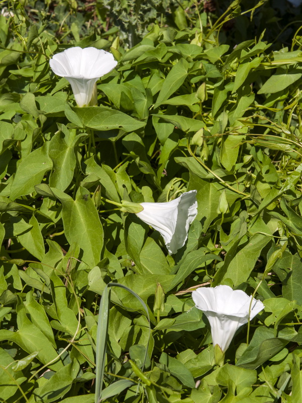 Calystegia sepium sepium.07