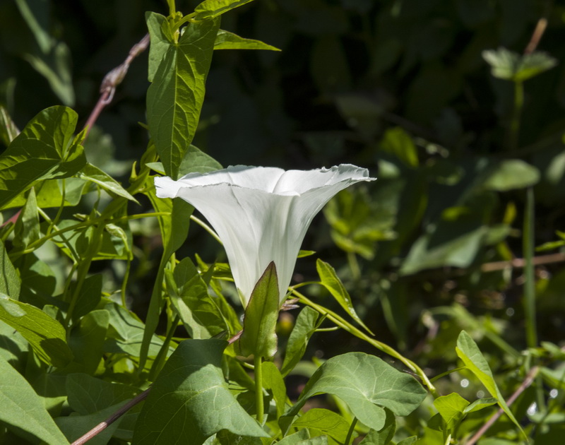 Calystegia sepium sepium.09