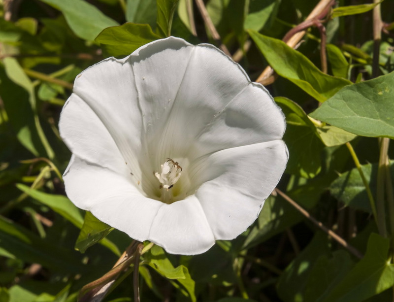 Calystegia sepium sepium.11