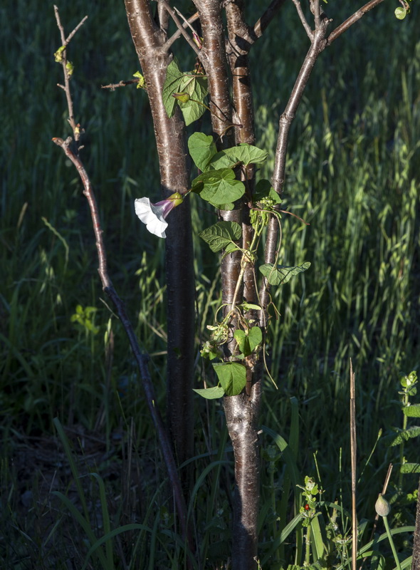 Calystegia silvatica disjuncta.01