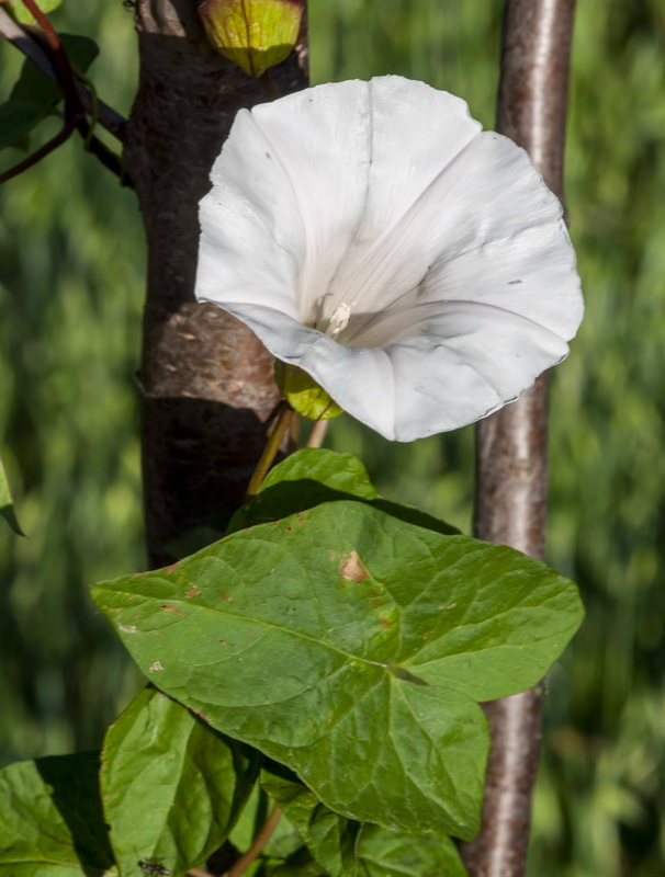 Calystegia silvatica disjuncta.04