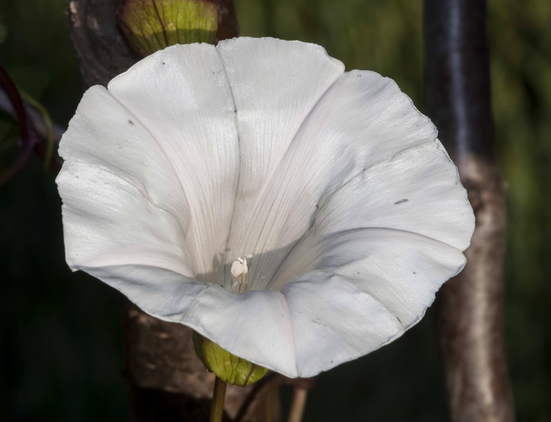 Calystegia silvatica disjuncta.08