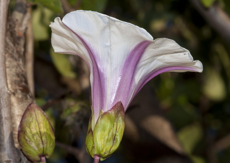 Calystegia silvatica disjuncta.10