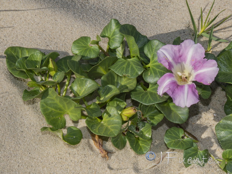 Calystegia soldanella.02