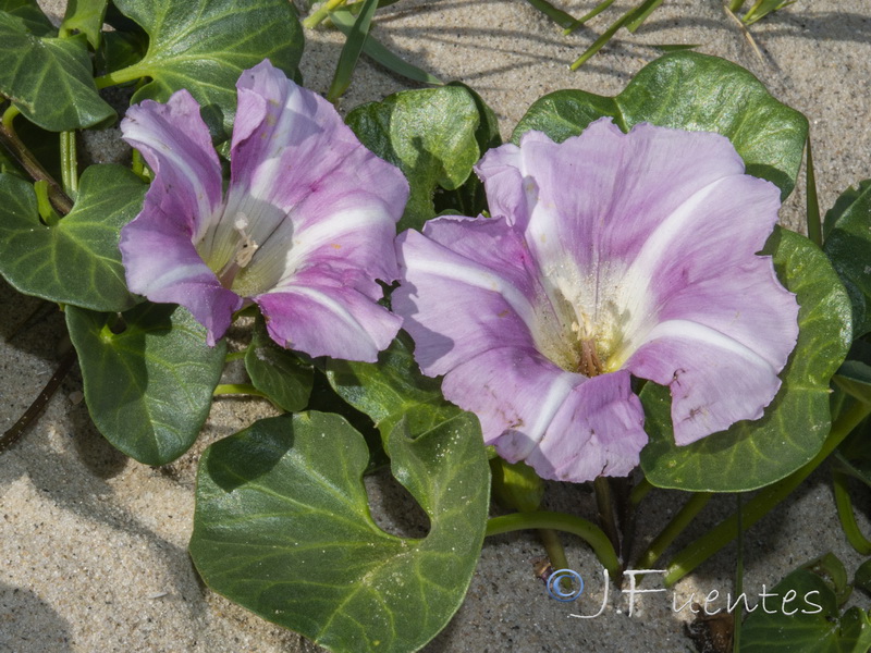 Calystegia soldanella.04