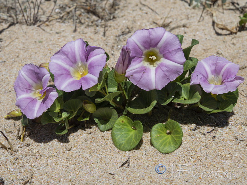 Calystegia soldanella.05