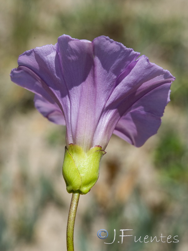 Calystegia soldanella.07