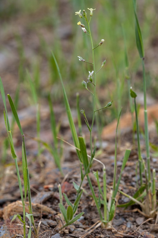 Camelina microcarpa.03