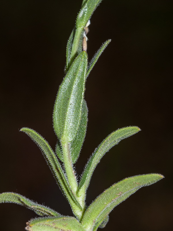 Camelina microcarpa.05