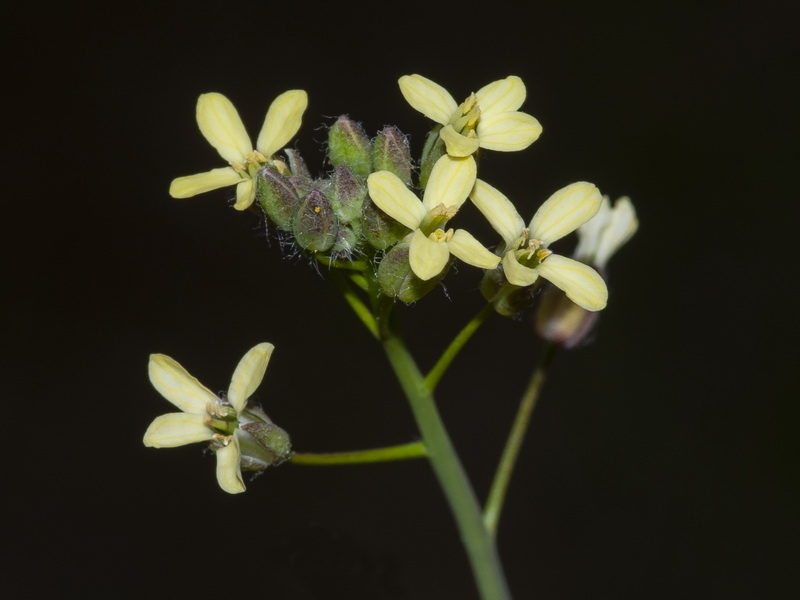 Camelina microcarpa.07