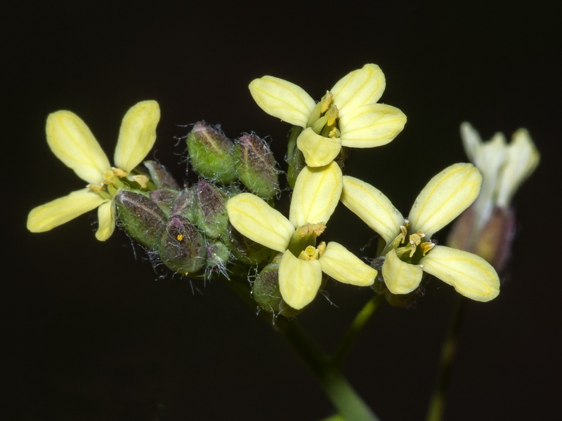 Camelina microcarpa.09