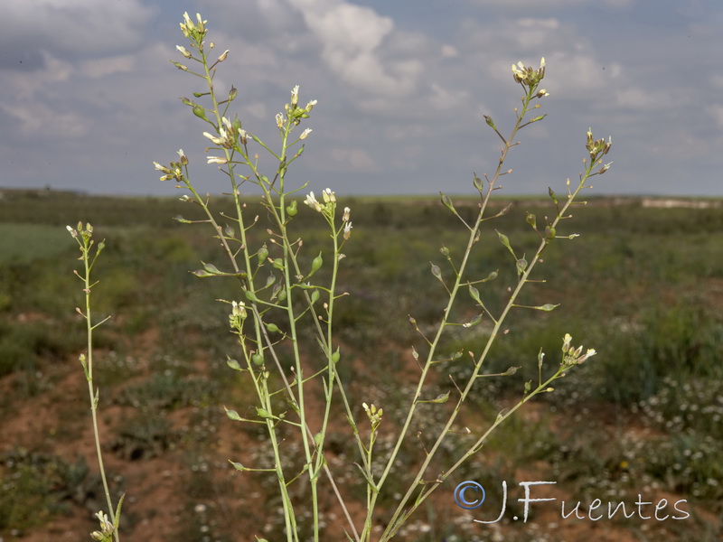 Camelina microcarpa.14