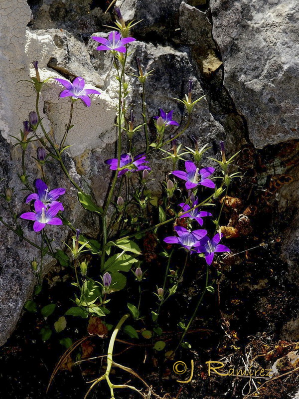 Campanula cabezudoi.01