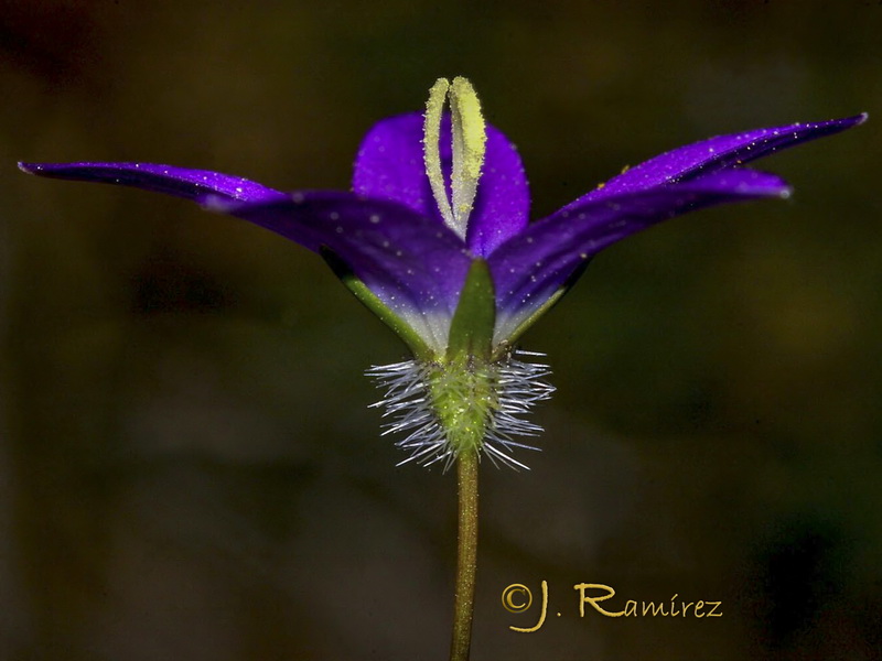 Campanula cabezudoi.05