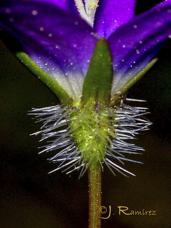 Campanula cabezudoi.06