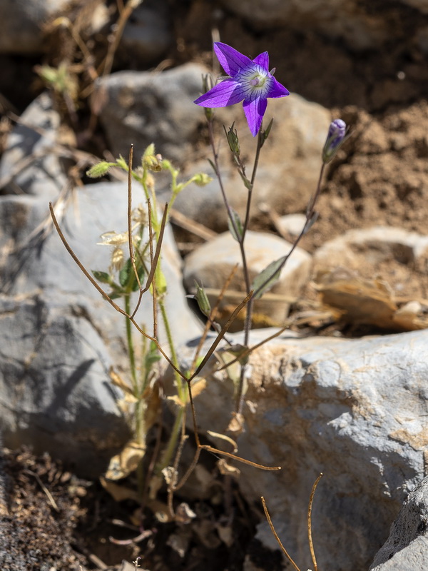 Campanula cabezudoi.07